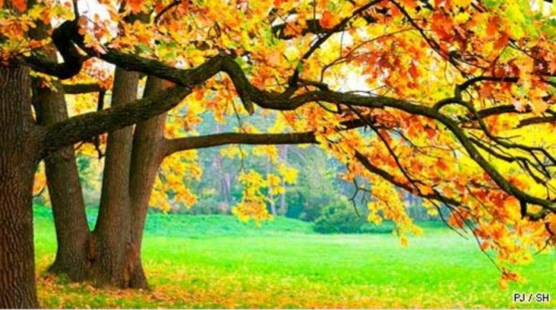 Entreprise spécialisée en débroussaillage d'espaces verts Salon de Provence proche Istres Capdeville